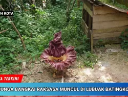 Bunga Bangkai Mekar di Pekarangan Warga Lubuak Batingkok