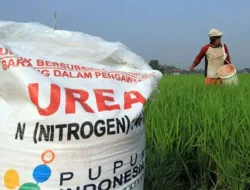 Dugaan Penyelewengan Pupuk Bersubsidi di Kab. Limapuluh Kota Bikin Petani Kelimpungan, APH Diminta Turun Tangan