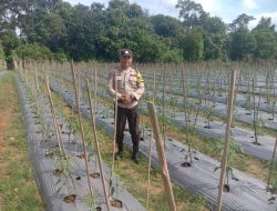 Polsek Kuantan Tengah Monitoring Perkebunan Cabe Merah Dukung Program ASTA CITA Presiden Republik Indonesia 