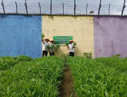 Panen Sayur Kangkung, Bukti Nyata Lapas Pekanbaru Terus Dukung Program Ketahanan Pangan