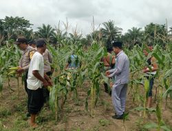 Bhabinkamtibmas Kampung Pinang Sebatang Barat Dampingi Panen Jagung di Mandi Angin