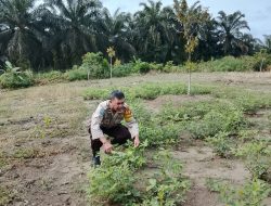 Dukung Asta Cita Bhabinkamtibmas Kampung Maredan Barat Bersama Warga Panen Kacang Tanah.