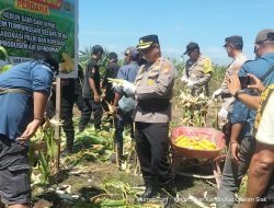 Kapolsek Kandis Hadiri Panen Jagung di KPAK Sam-Sam, Dukung Ketahanan Pangan Nasional
