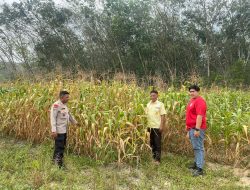Polsek Kuantan Tengah Laksanakan Pengawasan Tanaman Jagung di PT. Bangun Persada Tata Makmur