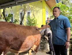 Momen Bupati Sijunjung menyentuh Hewan Kurban dari Presiden Prabowo dengan bobot 800Kg.