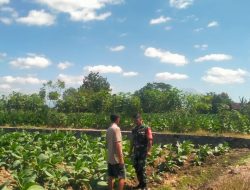 Babinsa Banyudono Ajak Petani Tembakau Semangat Berkarya