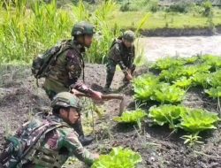 Produktivitas Bagikan Bibit Satgas Yonif 521/DY di Distrik Kurima