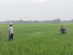 Babinsa Sigap Bantu Petani, Lakukan Penyemprotan Massal Cegah Hama Ulat Padi