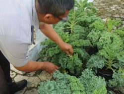 Panen Sayur Kale dan Pakcoy, Bukti Nyata Lapas Pekanbaru Terus Produktif dan Konsisten Dukung Program Ketahanan Pangan