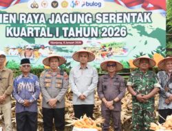 Dukung Ketahanan Pangan Nasional, Pemkab Sijunjung–Polres Gelar Panen Raya Jagung Serentak Kuartal I 2026
