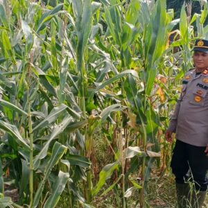 KAPOLSEK PANIPAHAN IPTU SUBIARTO A. TAMPUBOLON, S.H., M.H. PIMPIN LANGSUNG PENGECEKAN PERKEMBANGAN JAGUNG PIPIL DI PANIPAHAN