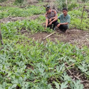 Polisi Cinta Petani, Kapolsek Batang Tuaka IPTU Andrianto Turun Langsung Dampingi Petani Semangka Demi Sukseskan Asta Cita Ketahanan Pangan Nasional