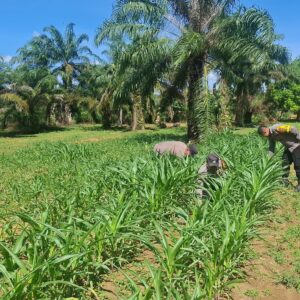 POLSEK BAGAN SINEMBAH DUKUNG KETAHANAN PANGAN NASIONAL, LAKUKAN PENGECEKAN PERTUMBUHAN JAGUNG PIPIL PROGRAM ASTA CITA PRESIDEN RI
