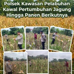 Polsek Kawasan Pelabuhan Kawal Pertumbuhan Jagung Hingga Masa Panen Berikutnya