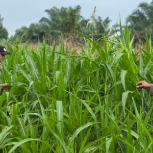Polsek Bagan Sinembah Perkuat Ketahanan Pangan Nasional, Monitoring Intensif Pertumbuhan Jagung Terus Dilakukan